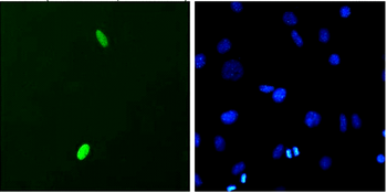 DUX4 Antibody (PerCP)