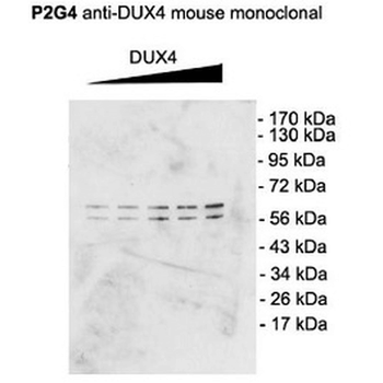 DUX4 Antibody (RPE)