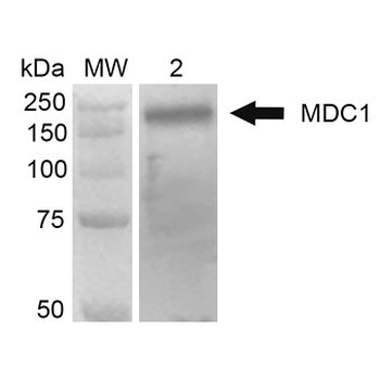 MDC1 Antibody: APC