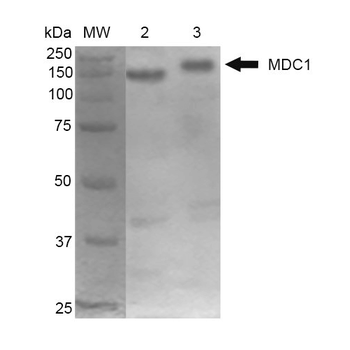 MDC1 Antibody (RPE)