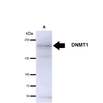 DNMT1 Antibody: APC