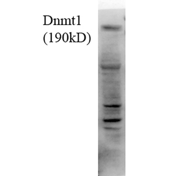DNMT1 Antibody (Biotin)
