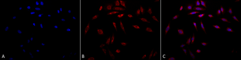 HSP47 Antibody: APC