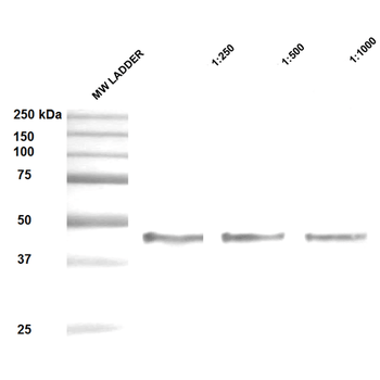 HSP47 Antibody: FITC