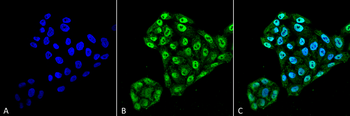 PDI Antibody (FITC)