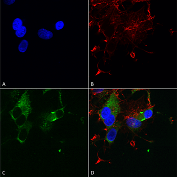 Cav1.3 Antibody: FITC