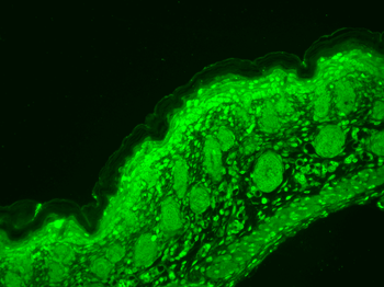 Cav1.3 Antibody: PerCP