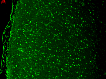 Cav1.3 Antibody: PerCP