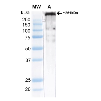 Cav3.2 Antibody: FITC