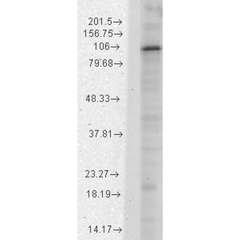 HCN1 Antibody: PerCP