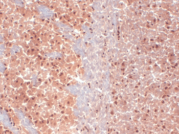 HCN1 Antibody: PerCP