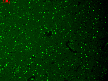 HCN1 Antibody: PerCP