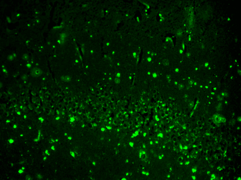 HCN2 Antibody: Biotin