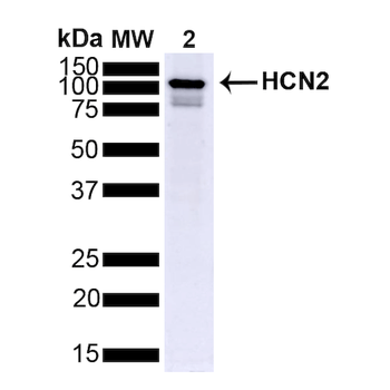 HCN2 Antibody: Biotin