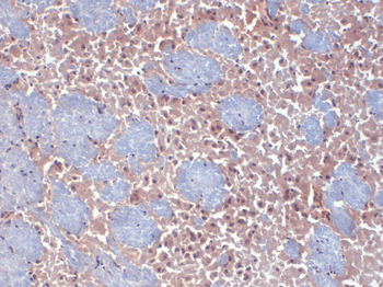 HCN2 Antibody: FITC