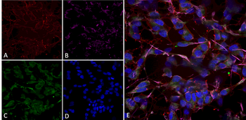 HCN2 Antibody: FITC