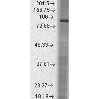 HCN2 Antibody: FITC