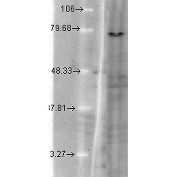 KCNQ1 Antibody: Biotin