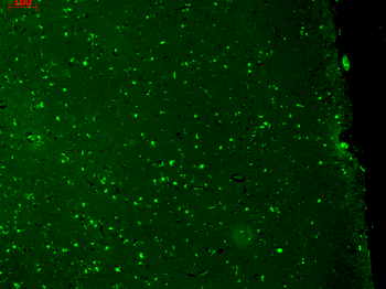 KCNQ1 Antibody: FITC