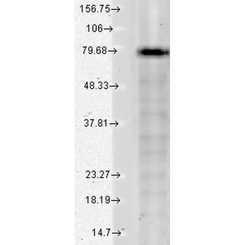 KCNQ1 Antibody: FITC