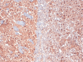 KCNQ4 Antibody: APC