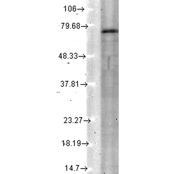 KCNQ4 Antibody: APC