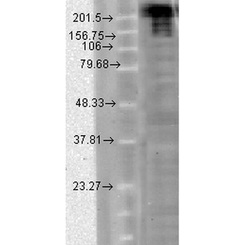 Nav1.7 Antibody: Biotin