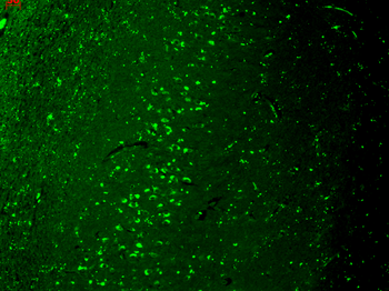 TrpV3 Antibody: HRP