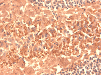 HCN4 Antibody: APC