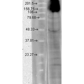 HCN4 Antibody: APC
