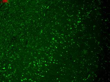 HCN4 Antibody: APC