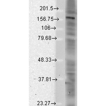 SHANK (pan) Antibody: APC