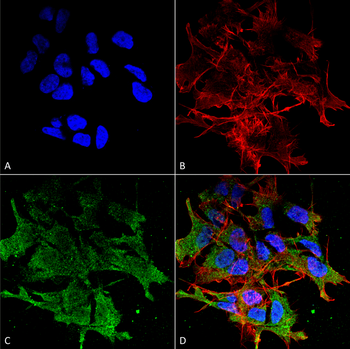 SHANK (pan) Antibody: FITC