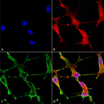SHANK1 Antibody: APC