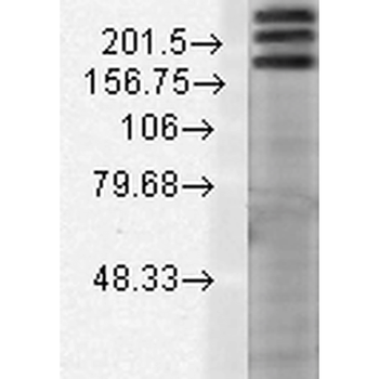SHANK1 Antibody: PerCP