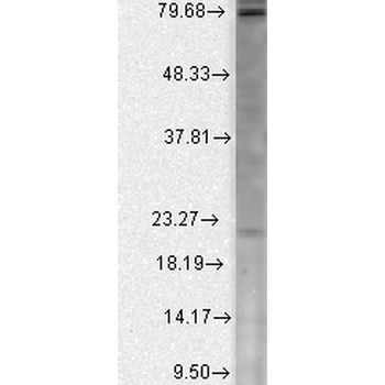 Cav beta 2 Antibody: FITC