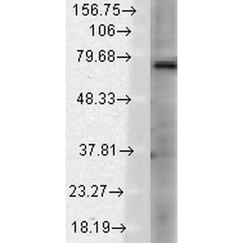 TrpV3 Antibody: RPE