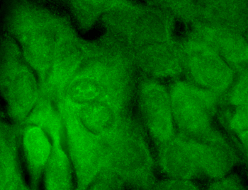 SHANK3 Antibody: FITC