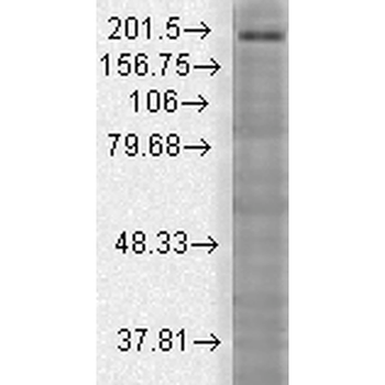 SHANK3 Antibody: FITC