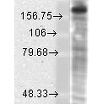 GluN2B/NR2B Antibody: HRP