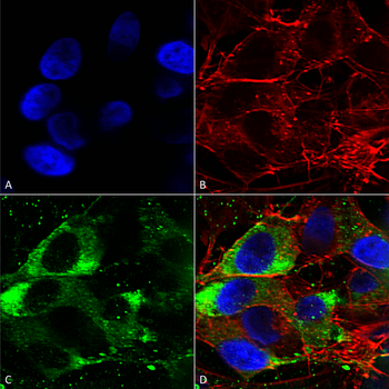 Nav1.8 Antibody: APC