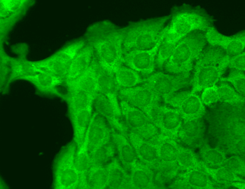 Nav1.8 Antibody: APC