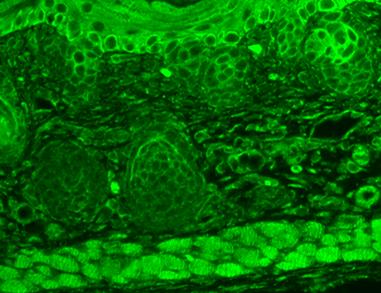 TrpC7 Antibody: APC