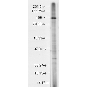 TrpC7 Antibody: APC