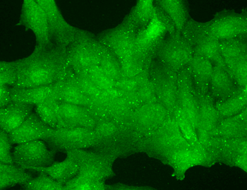 TrpC7 Antibody: APC