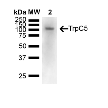 TrpC5 Antibody: APC