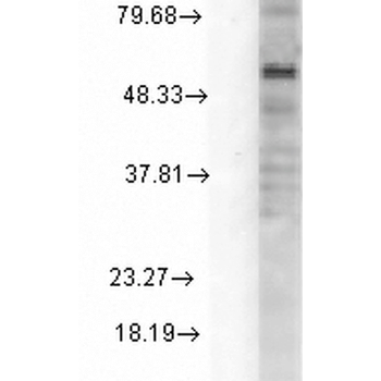 GABA-A Receptor Delta Antibody: Biotin