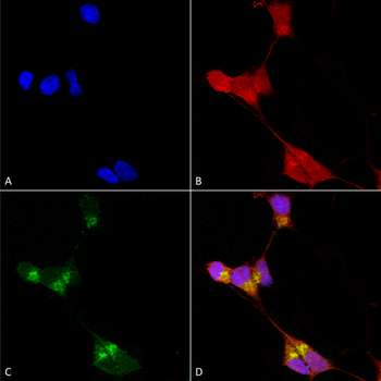 GABA A Receptor Antibody (RPE)