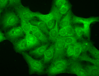 GABA A Receptor Antibody (RPE)