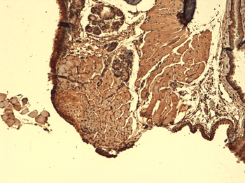 Sodium-Iodide Symporter Antibody: PerCP
